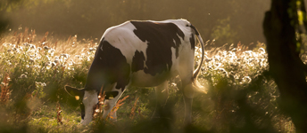  Eine Kuh auf der Weide